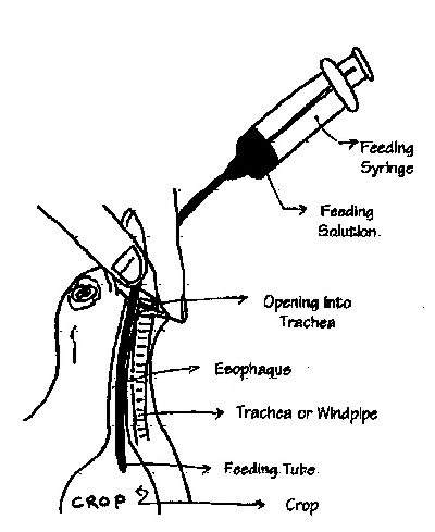 Diagram of how tube should enter the throat.