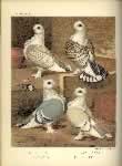 Fulton's Book Of Pigeons Plate Sattinettes.  Click for larger image.