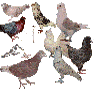 Take a look at all the pigeon breeds