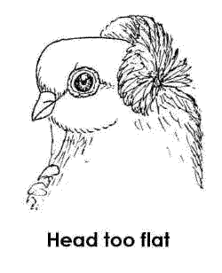 This bird's head has a flat spot.