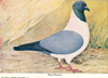Pigeon Breeds Postcards
