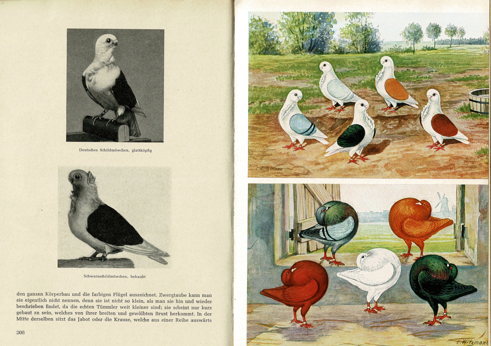 Pigeoncote Bookstore Foreing Language, image size:1600x1128