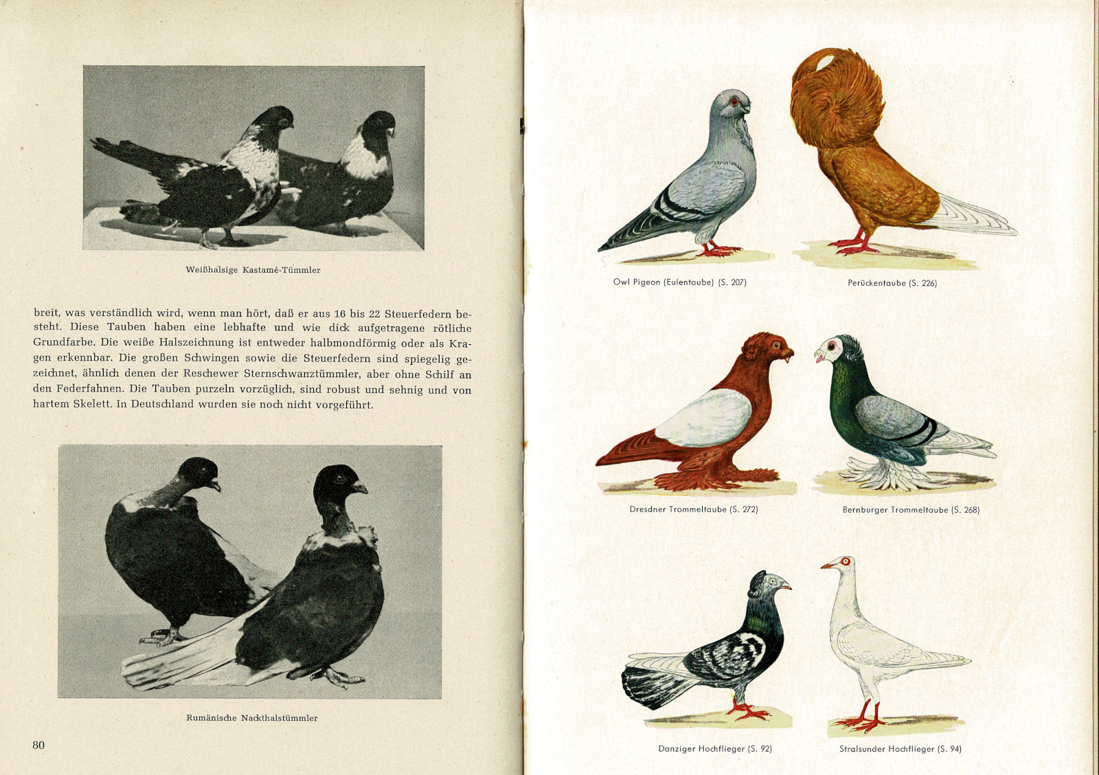 Biodiversity of Cyprus by NGO Protection of the Natural Heritage and the  Biodiversity of Cyprus: Domestic pigeon (Columba livia domestica)  (Gmelin,1789) Περιστερια - Οικιακό περιστέρι - Cyprus, image size:1600x1128
