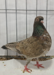 bohemain pouter blakc