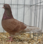 bohemain pouter blakc