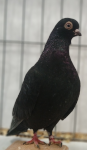 bohemain pouter blakc