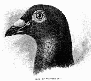 Bird head