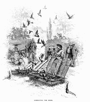 releasing pigeons