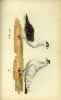 Eaton Plate 7 Swallow and Spot