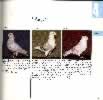 Click to enlarge. Fancy Pigeons Owls Erich Muller and Ludwig Schrag