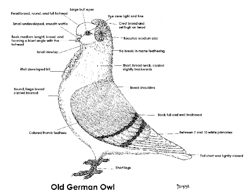 The ideal drawing for an Old German Owl