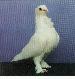 Seraphim