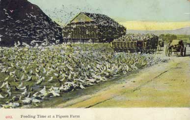pigeon farm