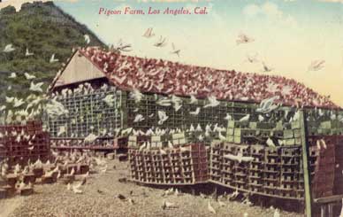 pigeon farm