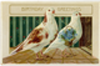 Pigeon Greetins Postcards